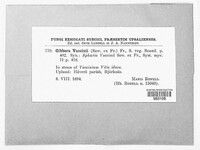 Gibbera vaccinii image